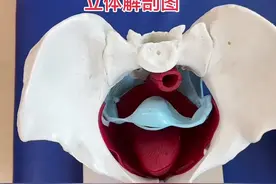 膀胱 子宫 直肠 宫颈 阴道 立体解剖关系#医学科普