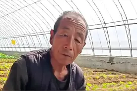 西红柿高产的种植方法，60年种菜经验来说一说#西红柿种植 #新农人视频封面