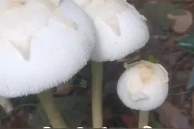 大青褶伞，南方著名毒蘑菇 #蘑菇中毒 #毒蘑菇视频封面