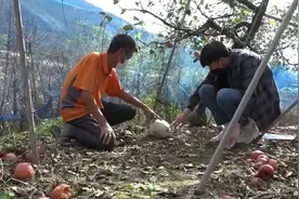 果园发生了怪事，地上凭空出现一个诡异白球视频封面