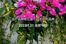 想入坑三角梅的花友，这十款勤花四季花开不断的品种供大家参考#三角梅 #绚烂开放的花 #三角梅勤花品种视频封面
