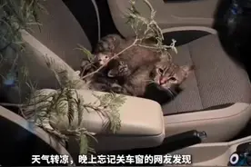 天气转凉，忘关窗户的车里来了小猫一家！视频封面