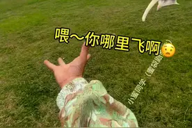 为什么有人说 蜜袋鼯没接住会气死自己……#蜜袋鼯#小飞鼠#萌宠的迷惑行为视频封面