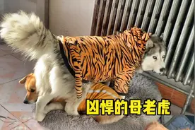 母老虎太霸道了，想咋地就咋地，欺负人，这也太嚣张了视频封面
