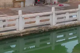 民谚“榕树不容人”你怎么看？在广东揭阳，就有这么一棵300年的古榕树扎根门顶，树根沿着墙体往下生长，形成了风光如画的榕树们。这棵榕树不但能容人，还成了村里镇村之宝#榕树视频封面