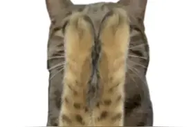 小猫也来变装了！#印度卡点变装 #猫咪视频封面