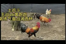 土鸡斗：王战pk黄跑跑（兄弟劲爆练气备战湘西杯）#土鸡打斗视频封面