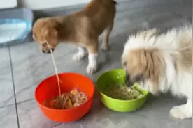 养过田园犬的人会发现，它不吃主人用筷子夹的食物