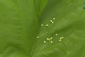 观察蚕卵的样子 教科版科学三年级下册教材同步实验 第二单元视频封面