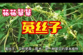 #中草药知识 #花花草草 菟（四声，同🐰）丝子 #识百草视频封面