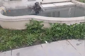 昨天还好好的，早上鱼就翻肚皮了，还丢了八条，这是啥原因😓视频封面