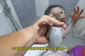 国外合法饲养，印尼老表新买的小猴子，太可爱了#膏药猴 #小猴子