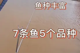 雨中钓黄河，鱼种丰富，各种各样的鱼都碰到了#钓鱼的乐趣只有钓鱼人懂 #钓鱼人永不空军 #嫩玉米 #沃鼎王者神剑三代大物竿
