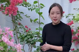 三角梅如何修剪养成各种高飘造型，这样开花更好看#花卉绿植 #三角梅 #爱生活爱养花 #三角梅盆景