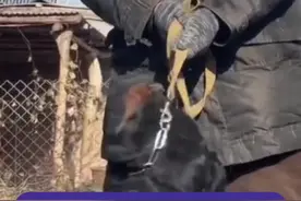 成都公开征求意见！5+1城区禁养烈性犬，每户原则上限养一只犬#成都 #成都养犬 #权威解读视频封面