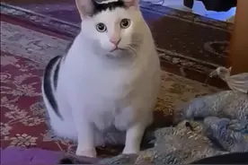 #表情包猫猫原视频 满脑子都是：略略略略略。昂～视频封面