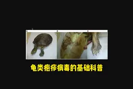 龟类疱疹病毒的全系列科普，肯定有纰漏视频封面