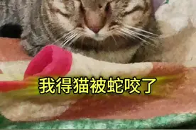 不是说猫的反应是蛇的七倍吗？这次是被蛇咬过的小猫咪了，真的要吓坏人，小虎受罪了！#我和我的猫 #记录真实生活 #记录猫咪日常视频封面