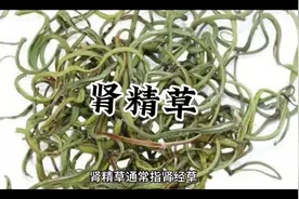 肾精草 #知识创作人 #科普一下 #中草药知识 #肾精草视频封面