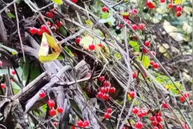 白英（肺癌克星）视频封面