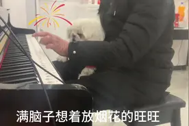 满脑子想放烟花的旺旺😂😂#京巴 #京巴宝宝 #京巴犬视频封面