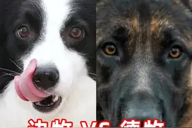 边牧和德牧谁是真正的聪明#德牧 #平背德牧#西德#德国牧羊犬 #老板德牧视频封面