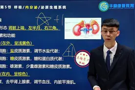 【2024年最新课程】-内分泌系统-肾上腺素-吴博士 #华励视频封面