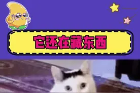 你个浓眉大眼的怎么也学坏了，别在藏了，快把正餐端上来吧视频封面