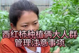 西红柿种植两大人群管理中的注意事项#三农 #农业种植 #西红柿种植 #种植技术 #服务三农支持三农视频封面