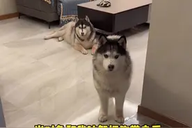 当对象和我闹分手把狗带走后 #不养狗不知道养狗的乐趣 #萌宠出道计划 #宅家治愈记 #万物可爱计划视频封面
