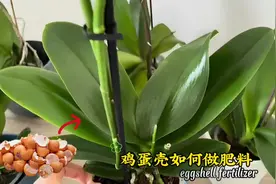 鸡蛋壳制作养花肥料，蝴蝶兰养护的不错两种制作方法，都好用视频封面