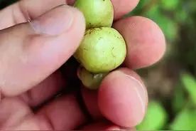 实拍20种植物，看看你认识几种？#你认识这些植物吗 #识百草 #中草药 #药用植物 #神奇的植物视频封面
