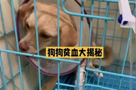 狗经验分享，狗狗贫血大揭秘，原因与症状一网打尽。#新手养狗视频封面