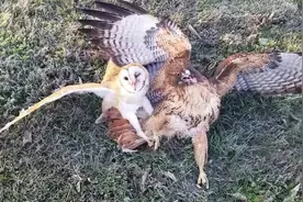 老鹰抓捕猫头鹰，不料遇到了两脚兽#动物世界 #神奇动物在抖音视频封面