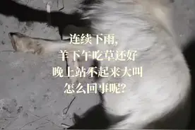 这羊是半圈羊放的，下午吃草一切正常，晚上发现它倒地不起大叫不止，是什么情况呢？#每天分享养殖技术和经验 #新手养羊攻略 #养殖人加油视频封面