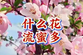 什么花流蜜最多，今天给大家总结一下#蜜源植物 #农村养蜂人 #养蜂技术分享 #中蜂养殖视频封面