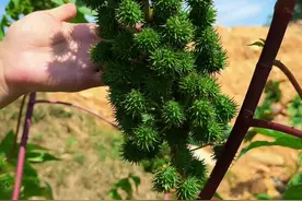 蓖麻这种植物全株都有毒，如果你遇到就要注意一下了。#三农 #植物科普 #我的乡村生活视频封面
