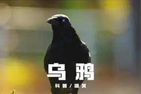 玄鸟乌鸦 小动物们太聪明了#欢欢喜喜过大年 #动物世界视频封面