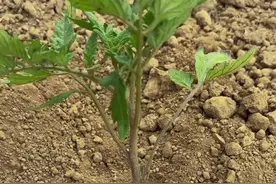 西红柿苗 要及时卧倒 这样根系发达#月月在田间视频封面