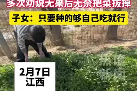 父母在家种100多亩菜子女担心 ，多次劝说无果后无奈把菜拔掉 ，子女： 只要种的够自己吃就行视频封面