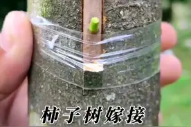 柿子树嫁接2种方法 #果树嫁接#柿子树嫁接 #创作灵感视频封面