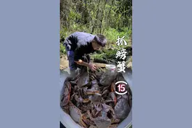 这么热的天，最快乐的事情就是抓螃蟹啦！#乡村生活家 #抓螃蟹 #我的乡村生活 #乡村生活里的惬意松弛 #大山里的味道视频封面