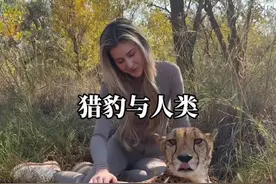 猎豹主动靠近人类背后的故事#奇妙的动物 #内容启发搜索视频封面