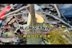 柿子树春季嫁接五种操作技术示范与详细讲解，注意细节嫁接易成活视频封面