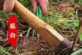 它不仅是一种美味的野菜，根还有名的中药材薤白！#薤白 #野菜  #识百草视频封面