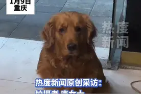 老板店刚开门金毛就来蹭饭，不给锅盔和卤肉就赖着不走，吃饱喝足后还得叼一个锅盔才肯走视频封面