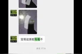 一句就能认识竹叶青 竹叶青南方咬人最多，#蛇类科普#毒蛇咬伤怎么办#竹叶青咬伤视频封面