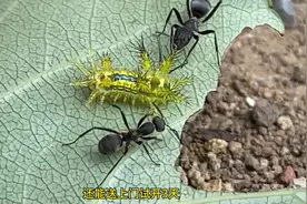 蚂蚁把我家的墙磕了一个洞，怎么才能把它们赶走呢？ #瓜子二手车