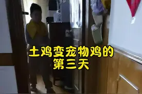 土鸡变宠物鸡的第三天 #好有灵性的大公鸡 #聪明的公鸡 昨晚睡前告诉它 做城里的宠物鸡是不需要早起打鸣的 你看它真的听进去了 #这是一条有味道的视频 #分享有趣的视频 #动物成精系列视频封面