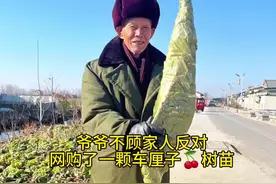 爷爷不顾家人反对网购车厘子树苗，果然叛逆不分年龄的🤪竟然真的种活了，让我们实现了车厘子🍒自由#抖音助农 #车厘子自由 #水果 #果树苗 #新鲜采摘视频封面